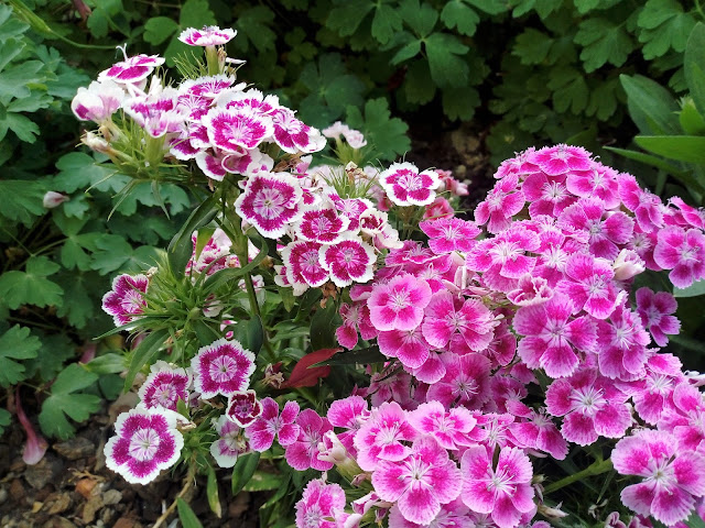 Clavel del poeta (Dianthus barbatus L.).