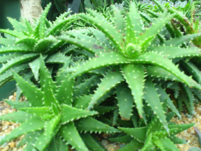 Gardens By The Bay Gardens By The Bay