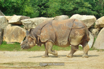 Sogar ein Nashorn