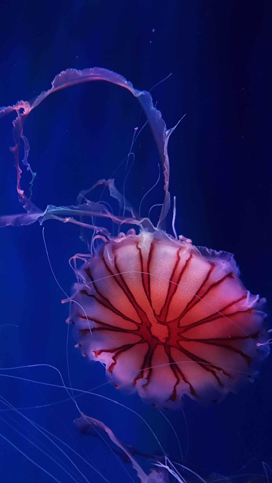 Медуза корнерот в черном море. Медуза прикольная. Медуза с рыбой внутри. Медуза (биология). Медуза олиндиас.