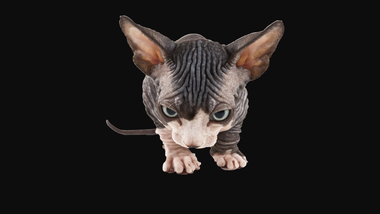 Enumcut Sphynx Cat Canadian Hairless Photo Remove