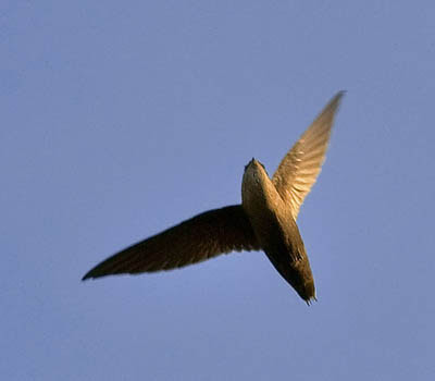 Photo of Chimney Swift Jim McCulloch CC 2.0