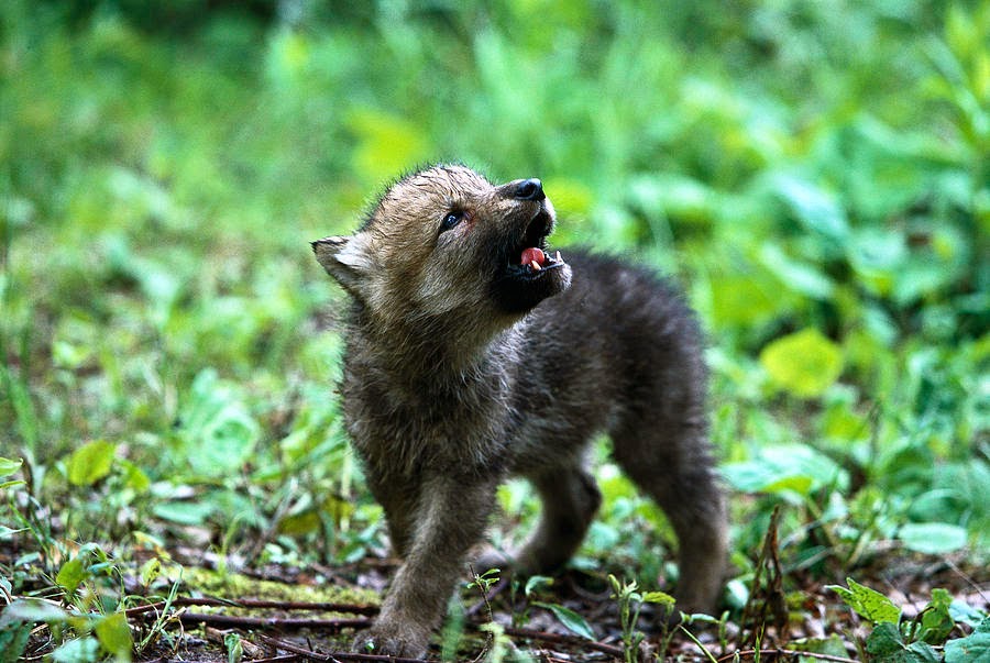 How To Draw A Wolf Pup Howling