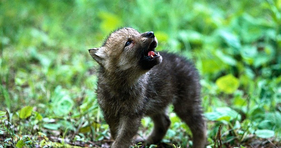 White Wolf : 15 Photos Of Adorable Howling Wolf Pups Will Make Your Day