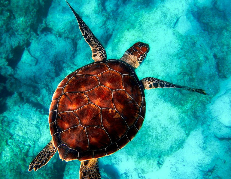 Top 10 Best Animals That Can Live Forever (Immortal Animals) 247