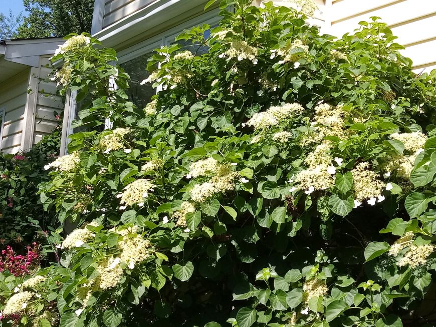 The Plant Hunter Schizophragma Climbs In Popularity