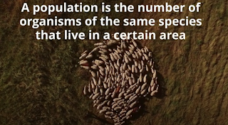 population definition