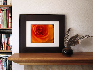 a flaming orange rose