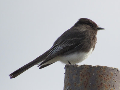 Sacramento National Wildlife Refuge