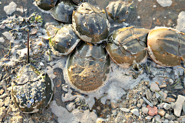 Cangrejos Herradura o Horseshoe Crab en New Hampshire