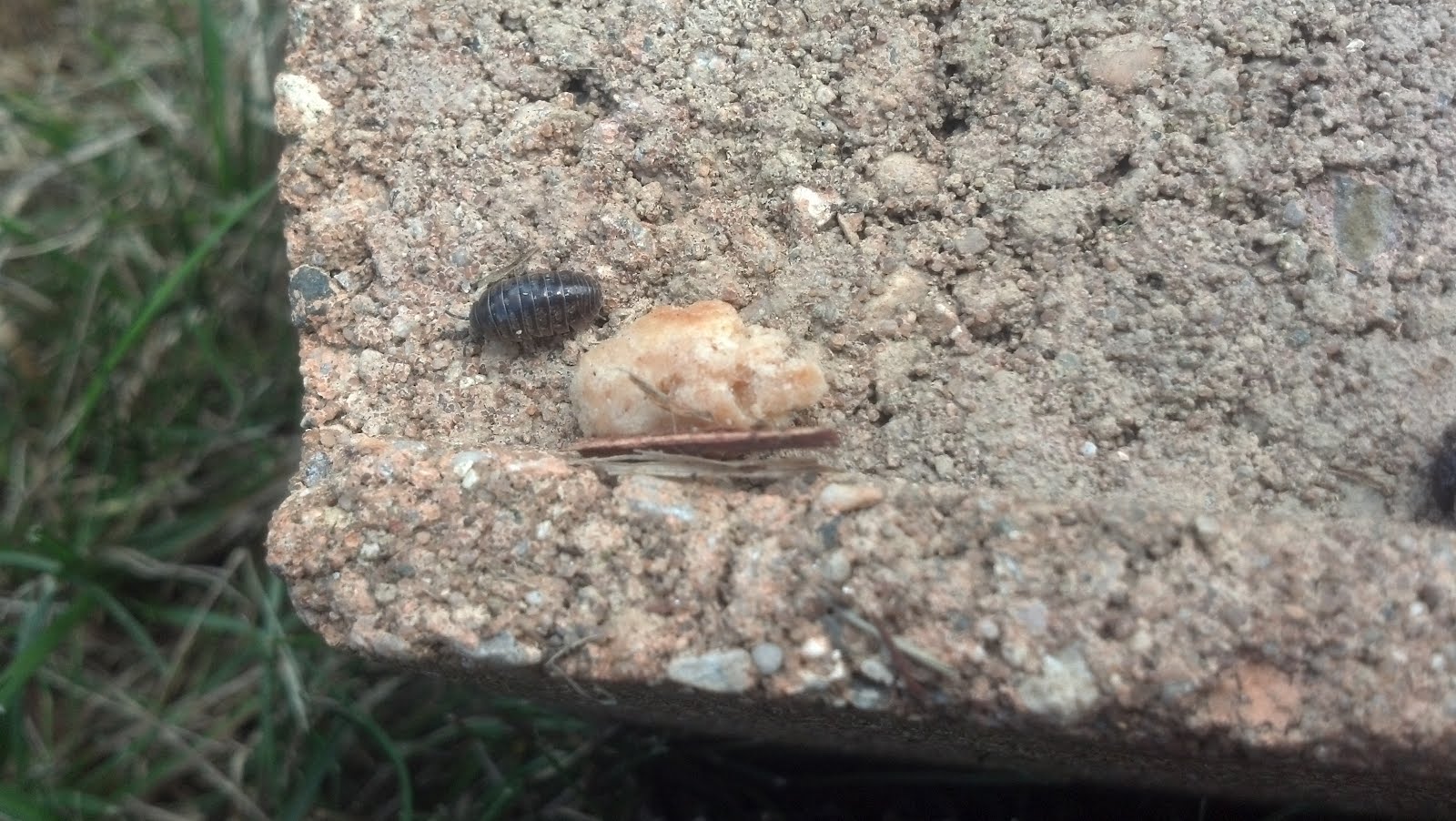 AP Biology Summer Scavenger Hunt: Adaptation of an Animal