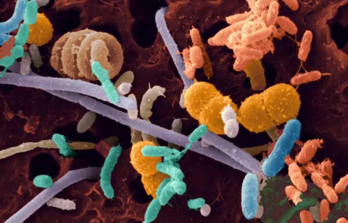 iii-wirusy-bakterie-protisty-i-grzyby-klasa-v