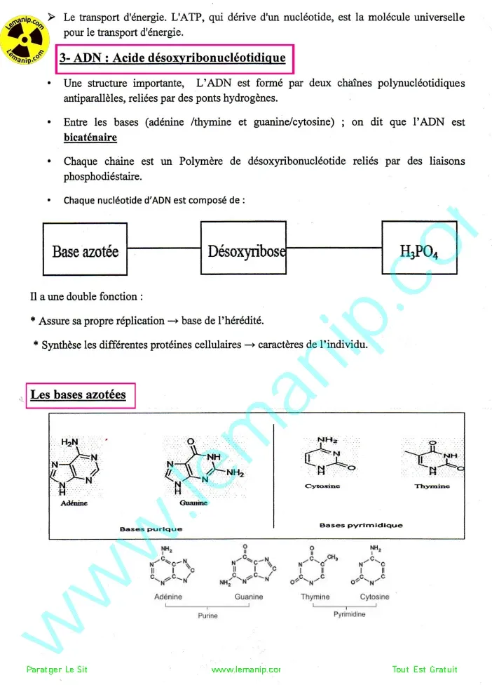 ADN Acide DésoxyriboNucléique