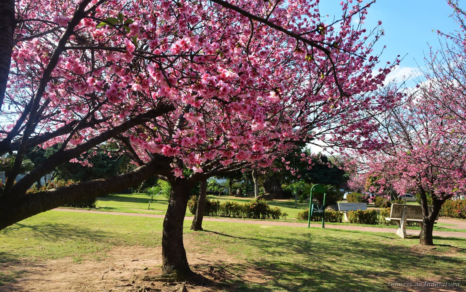 Olhares de Indaiatuba 2 Praça das Cerejeiras, Indaiatuba SP