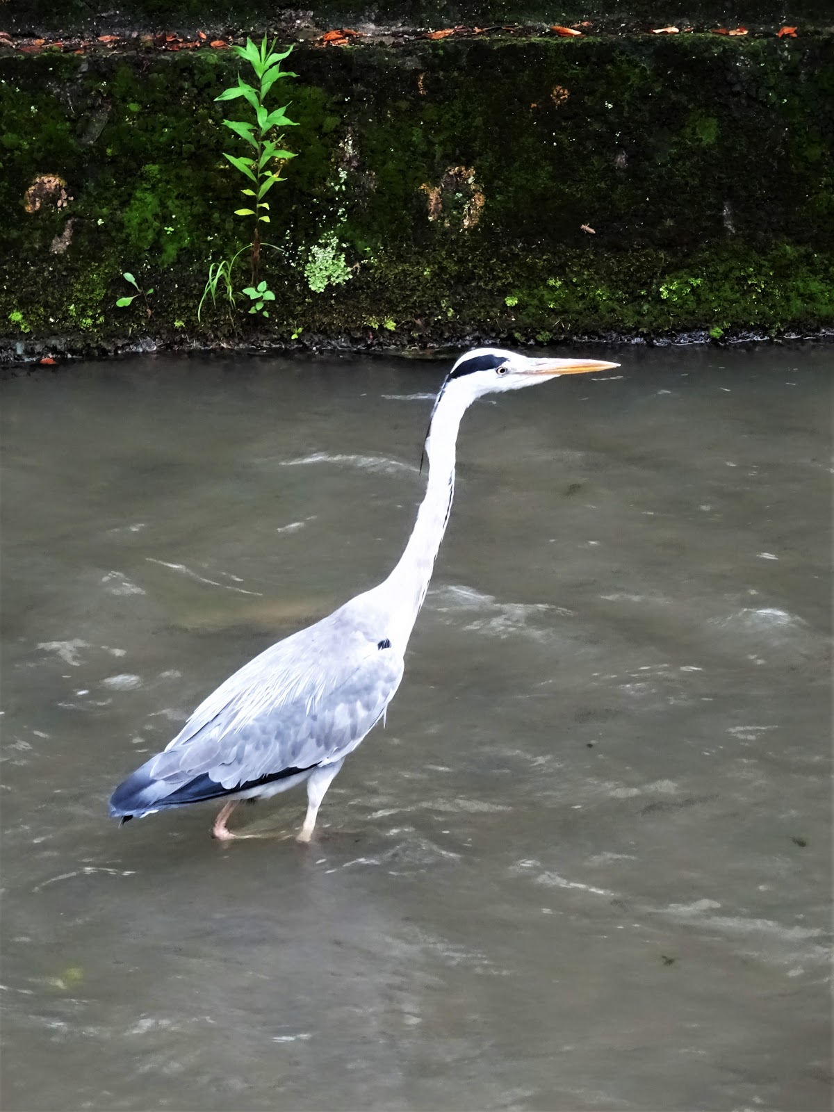 白川石製角井筒