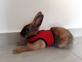 rabbit ready for walk