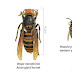 The Asian giant hornet, a.k.a. the Murder Hornet, has arrived. Bees beware.