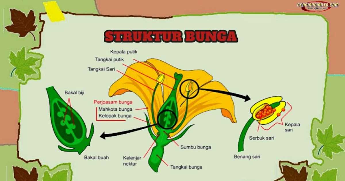 Struktur Bunga dan Bagiannya - fendiandianto.com