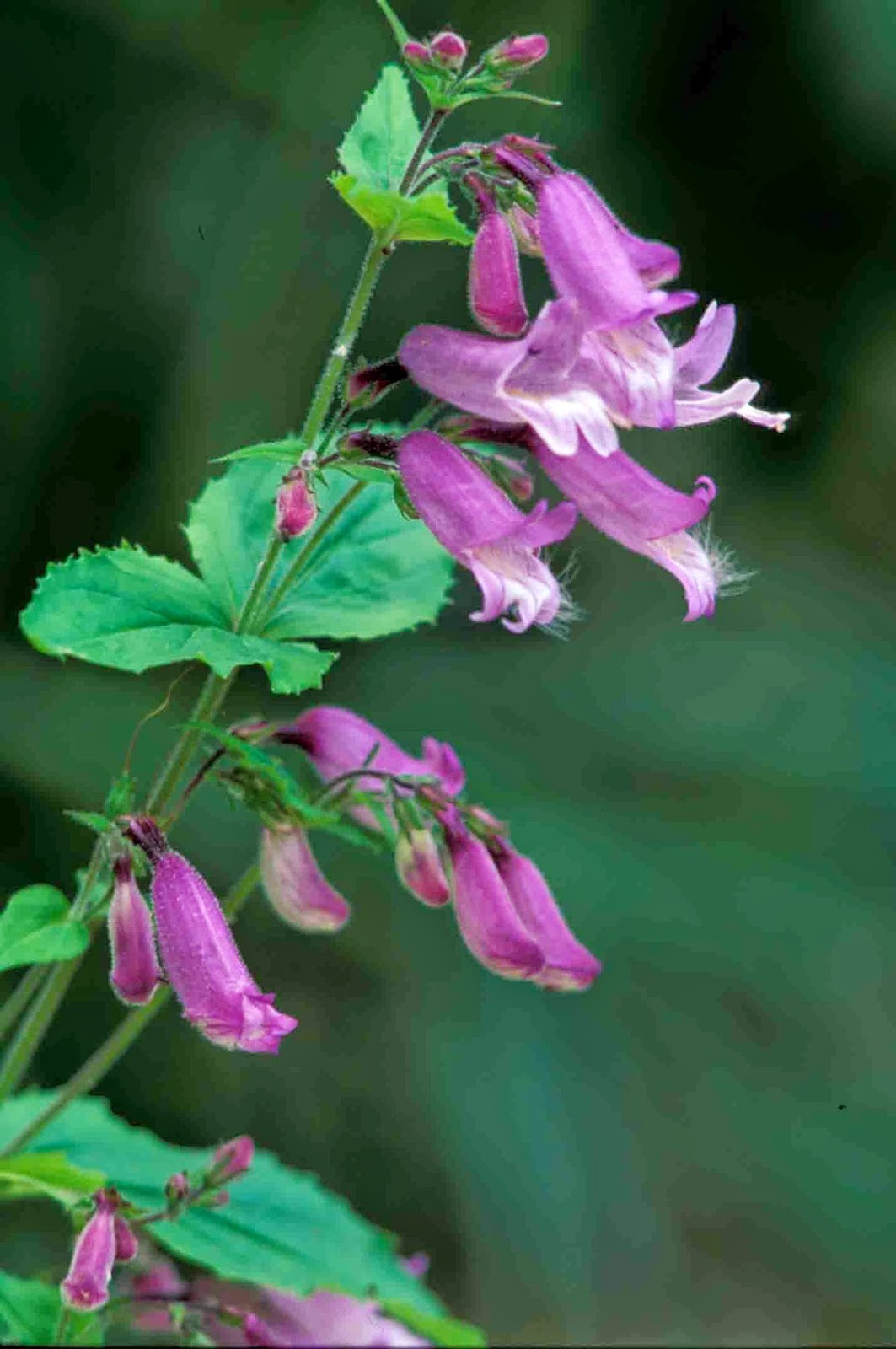 Kentucky native plant and wildlife plant of the week