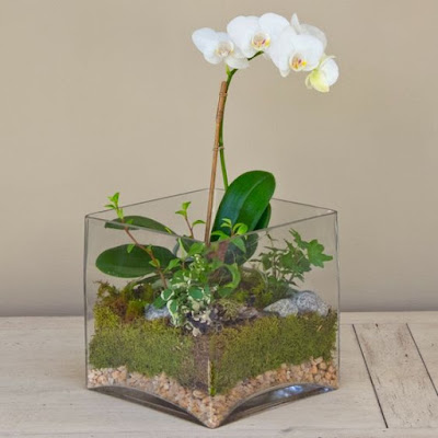 ideias para cultivar orquídeas