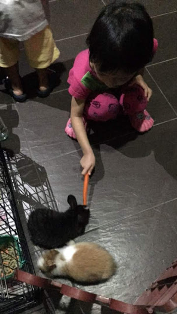 Tengok Arnab Kat Rumah Cousin Tengok Arnab Kat Rumah Cousin