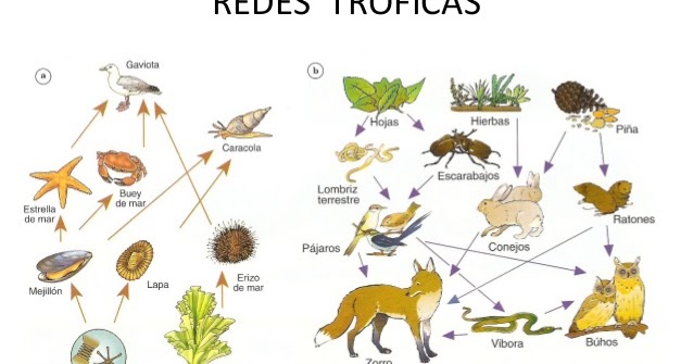 cadenas y redes troficas introduccion la belleza de la naturaleza despu 233 s tendremos un ensayo cadenas y redes troficas introduccion la belleza de la naturaleza despu 233 s tendremos un ensayo