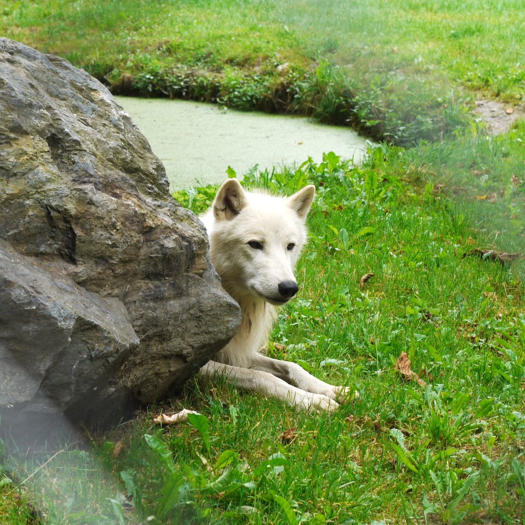 Alles außer Arbeit: Tierpark Herberstein