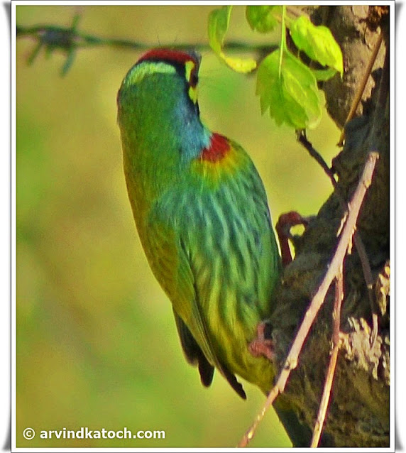Coppersmith Barbet, Pictures, Barbet