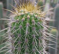 Manfaat kaktus, khasiat kaktus, manfaat tanaman kaktus