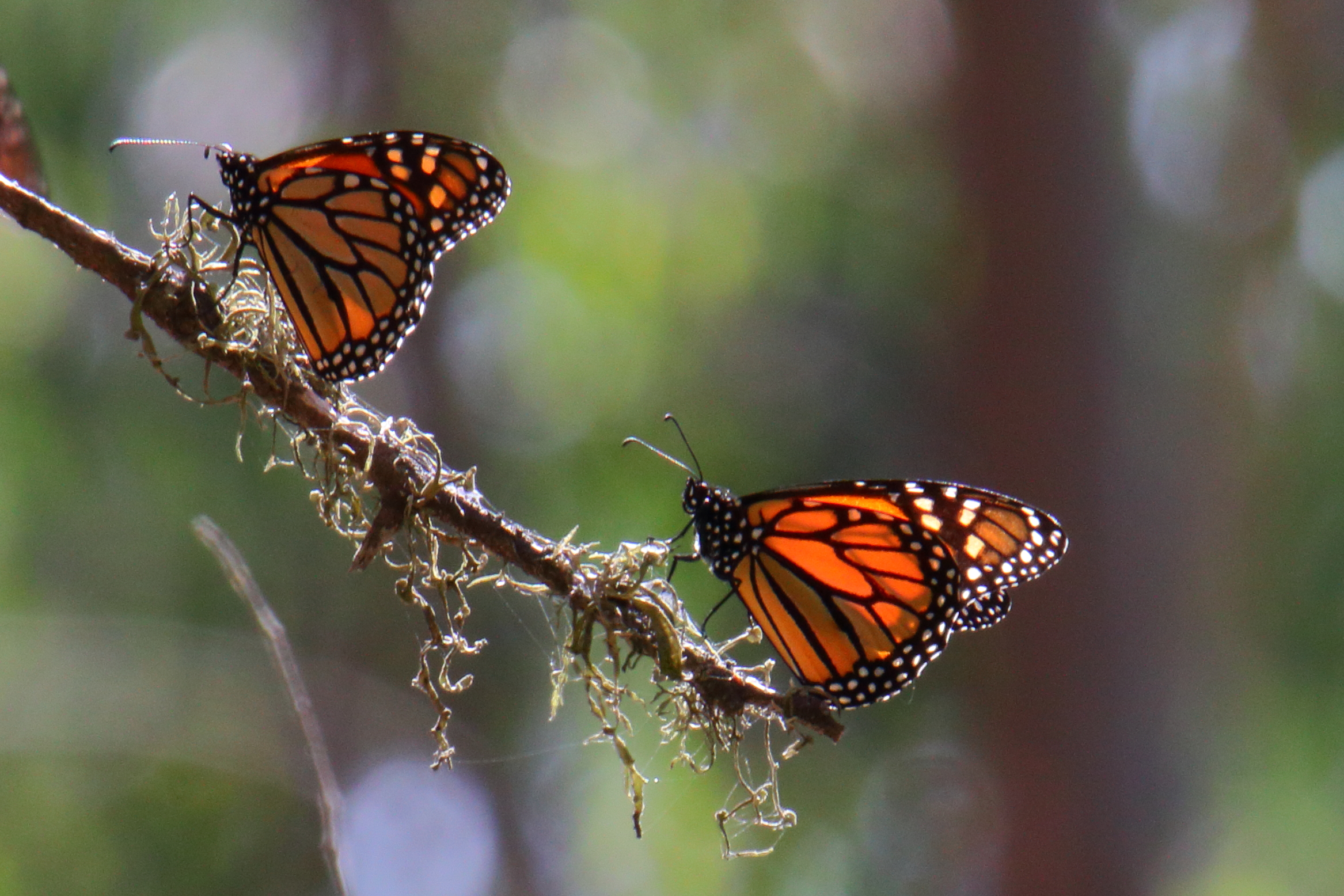 Monarch Butterfly at Natural Bridges SB