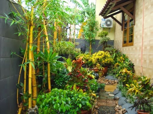 gambar rumah tumbuhan