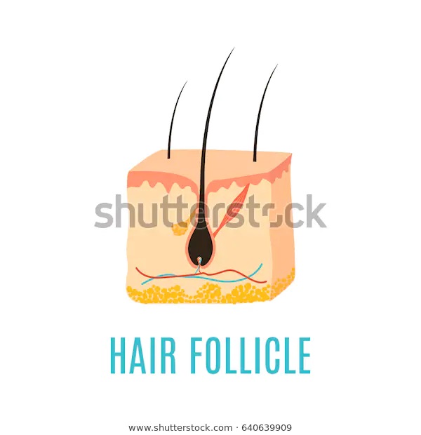 Hair Follicle Function