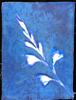 Wet Cyanotype_Sue Reno_Image 182