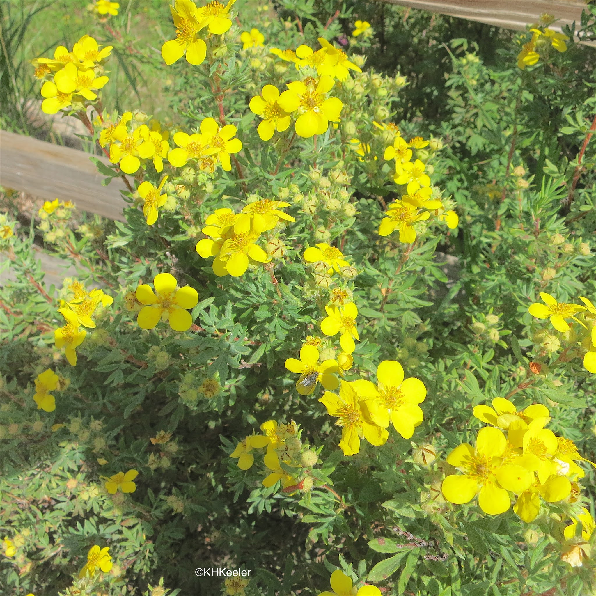 A Wandering Botanist Plant StoryShrubby Cinquefoil