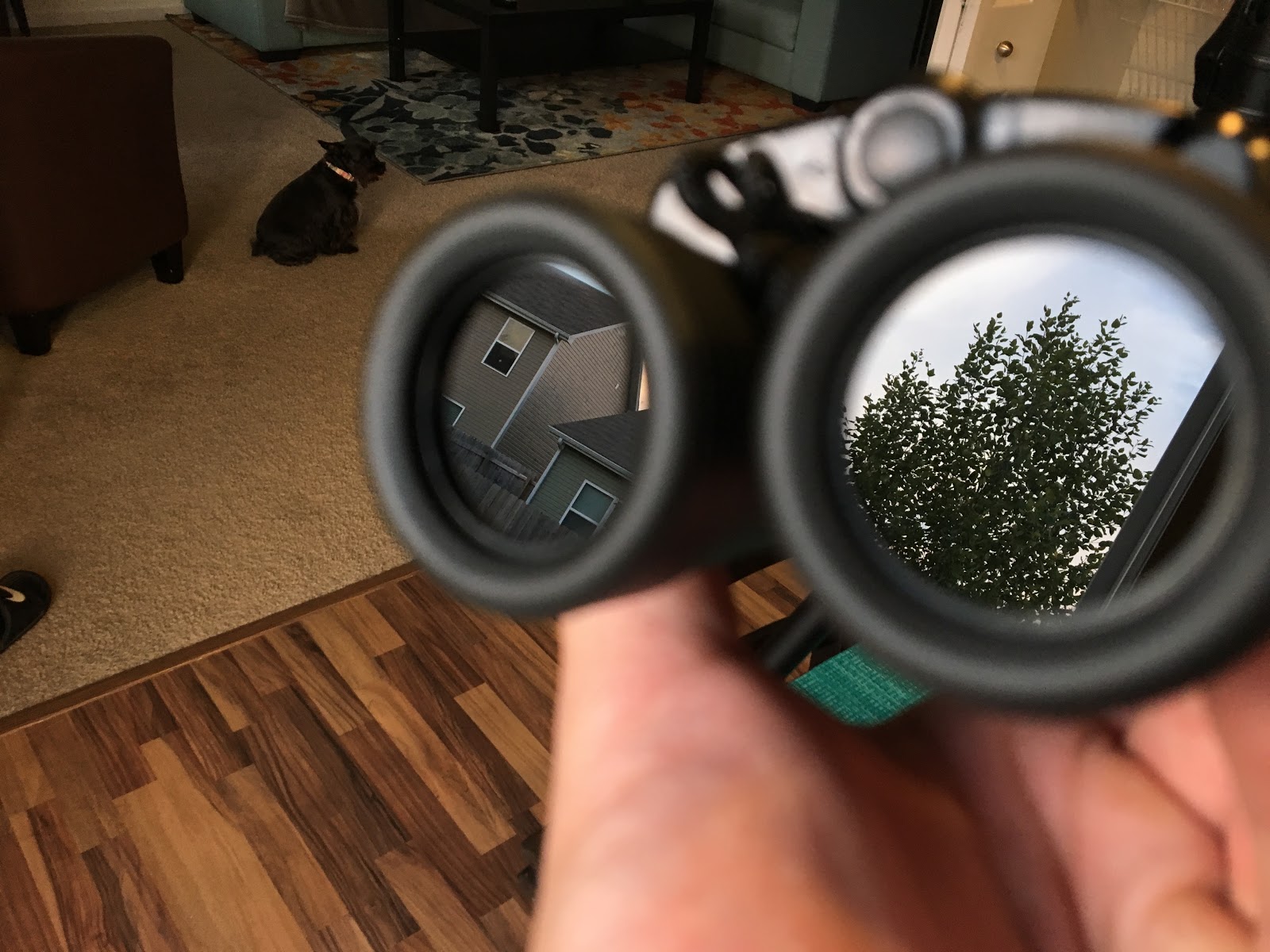 Celestron EclipSmart 10x25 Solar Eclipse Binoculars [Stellar Neophyte