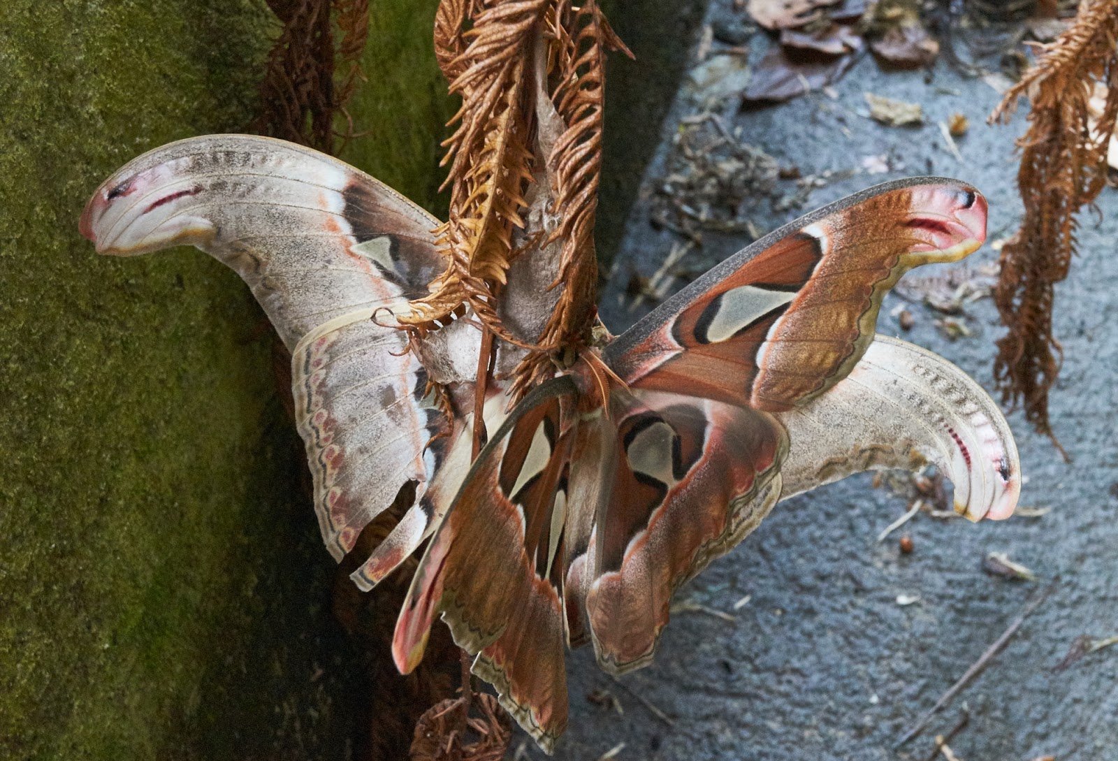 Atlas Moth x2: better colour, more detail same basic shot