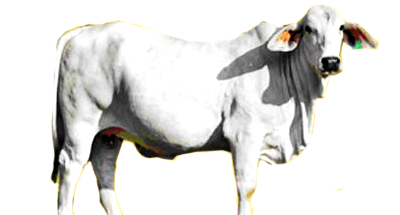 Images Of Sapi Png Www Industrious Info