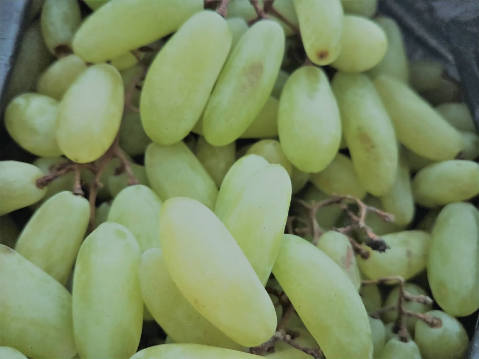 know about kannada and Karnataka Fruit Names in kannadaEnglish