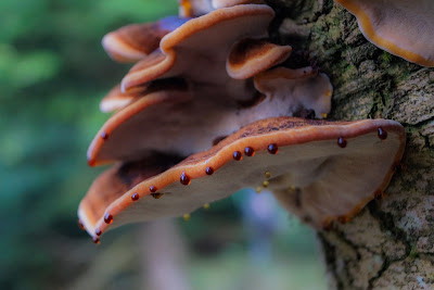 Gran-Tjæreporesvamp Lat: Ischnoderma benzoinum