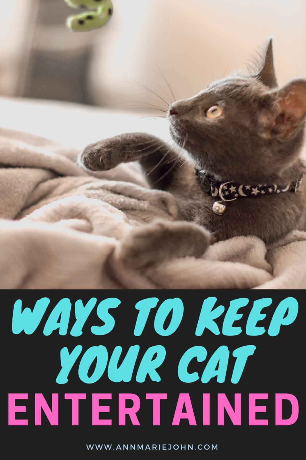Ways To Keep Your Cat Entertained AnnMarie John