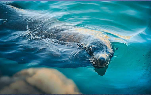 Cabo Arch Sea Lion Cabo Arch