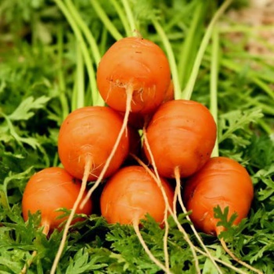 Benih Bibit Biji Wortel Parisian Carrot Bibit Import Depok