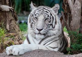 20 Most Popular Zoos in India - BankExamsToday