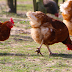10 Most Famous Egg Laying Breeds of Chicken