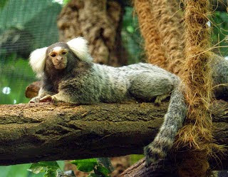 White tufted ear Marmoset