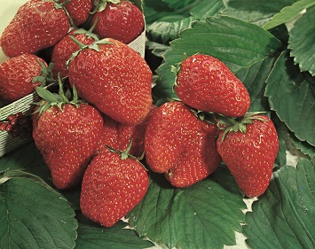 Cultivation of Strawberry Crop