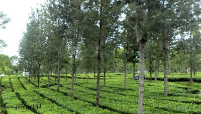 Lokasi Agrowisata Kebun Teh Wonosari Malang
