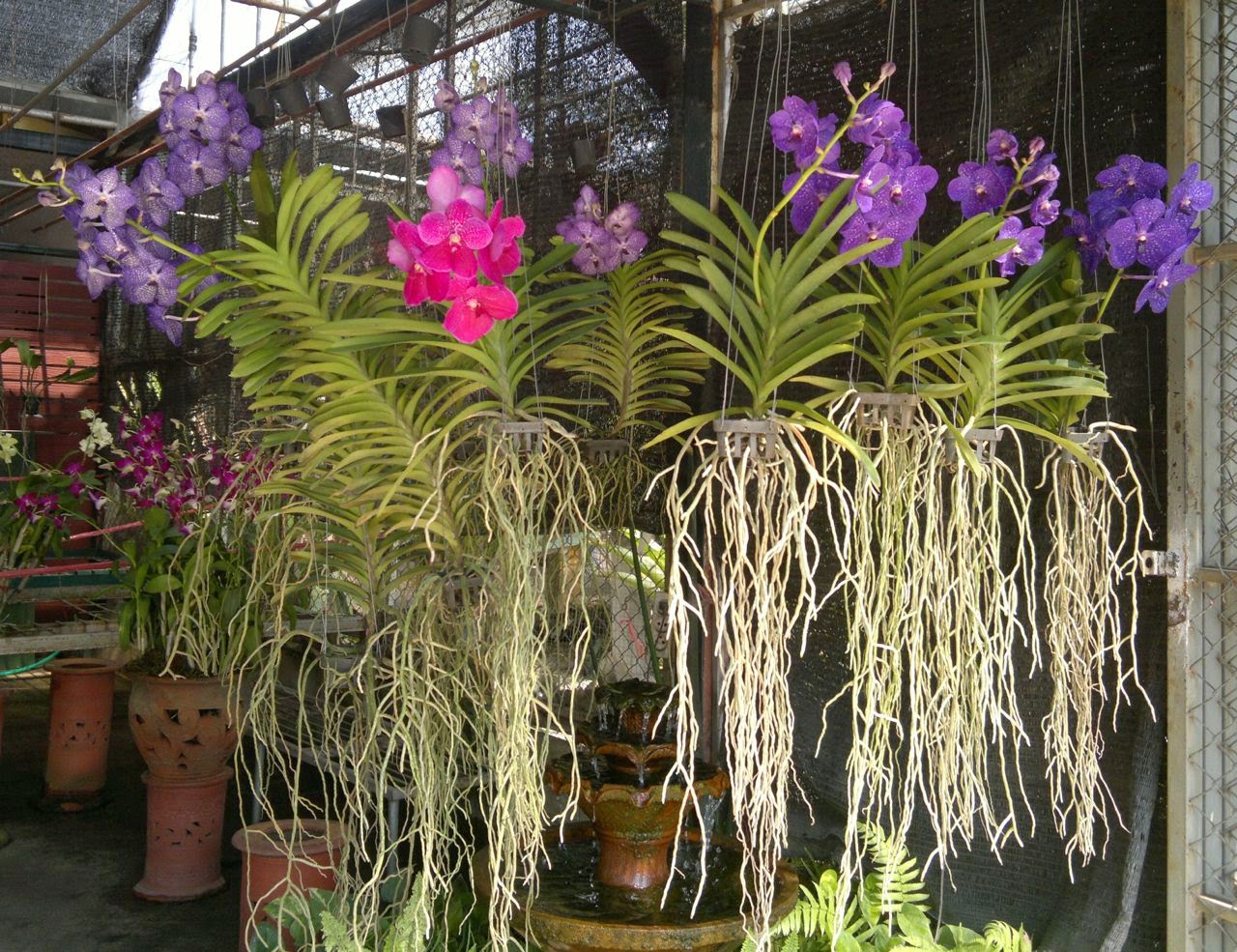 Kukkatorin orkideat