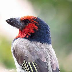 birds seen number africa southern