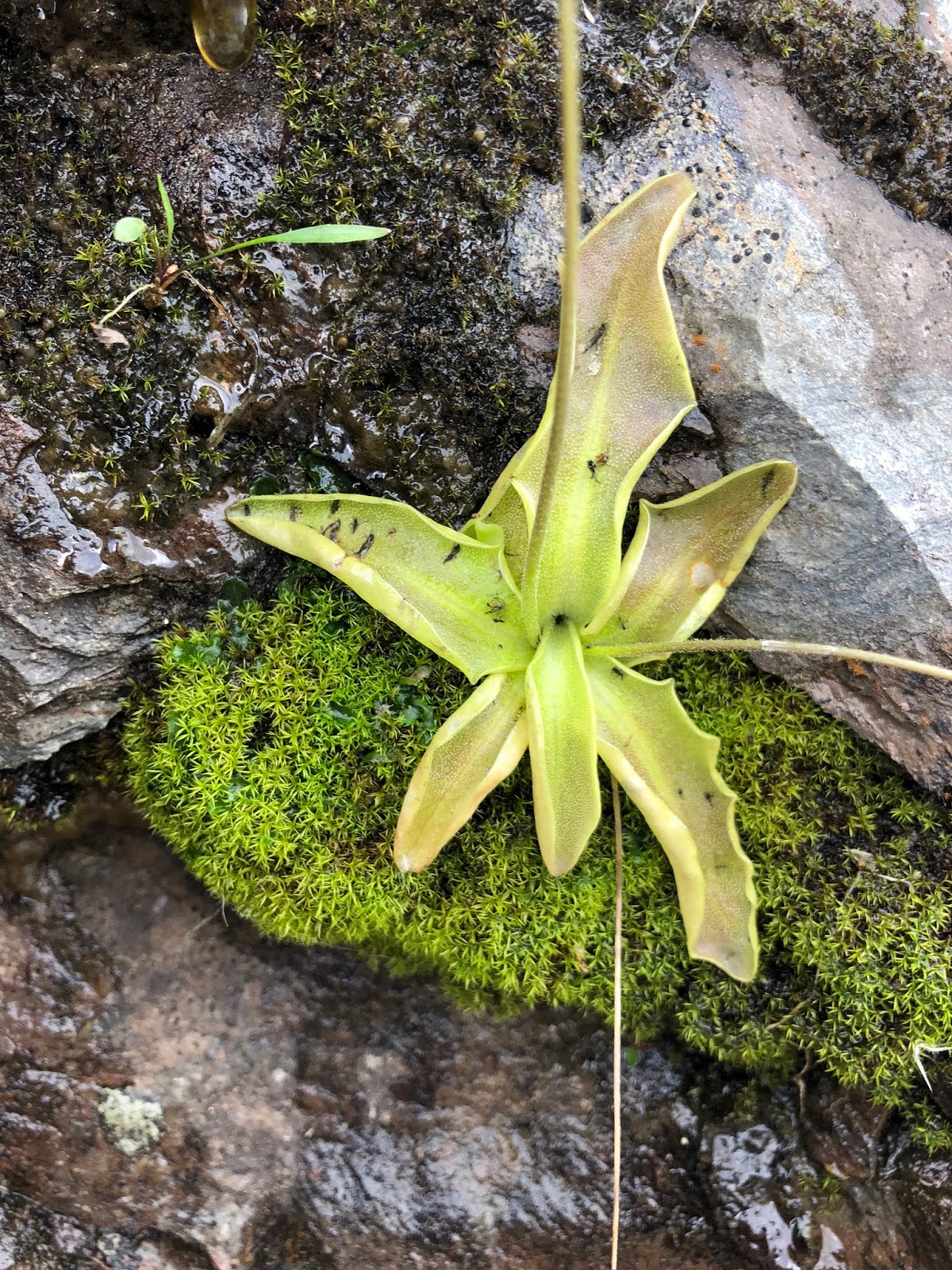 [Lentibulariaceae] Pinguicula vulgaris – Common Butterwort (Erba unta comune)
